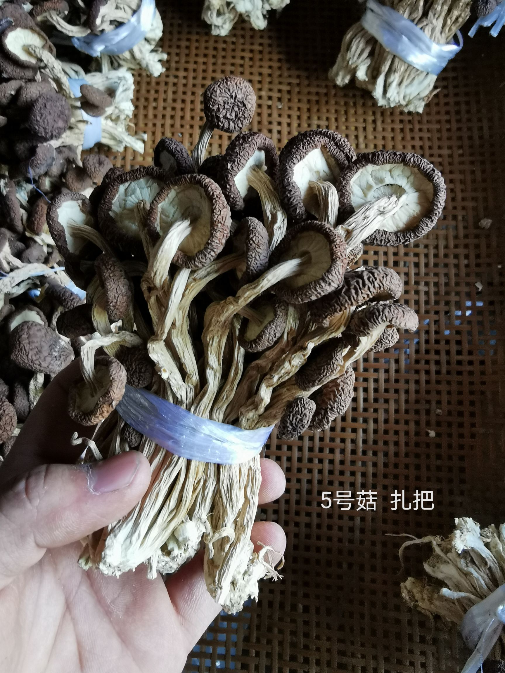 廣昌5號(hào)茶樹菇  廣昌5號(hào)/3號(hào)   扎把     帽厚不開