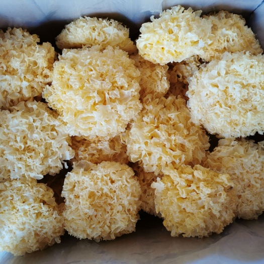 南丰县雪耳  古田银耳  原色无硫   朵大干净   1斤包邮