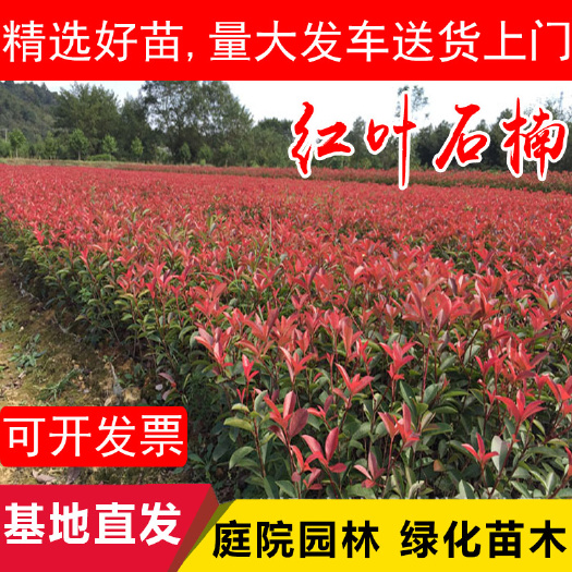 咸宁红叶石楠树苗四季常青小苗庭院花坛高杆篱笆墙苗园林绿化苗木植物