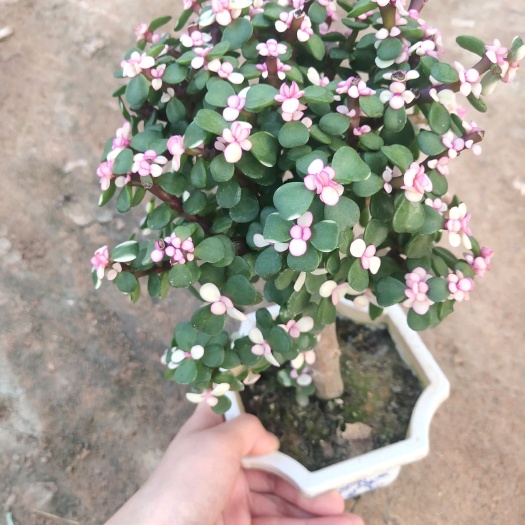 漳州金枝玉叶多肉  【新品价优】手捧花，8字造型，大悬崖，单杠老桩等，基地直销