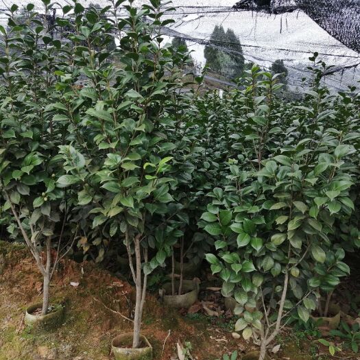 桂阳县茶花苗