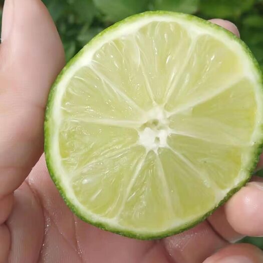 重庆市塔西堤无籽青柠檬奶茶专用
