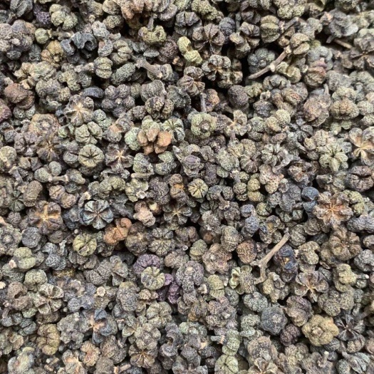 长期供应｛吴茱萸｝可批量可零售量大从优【包邮】