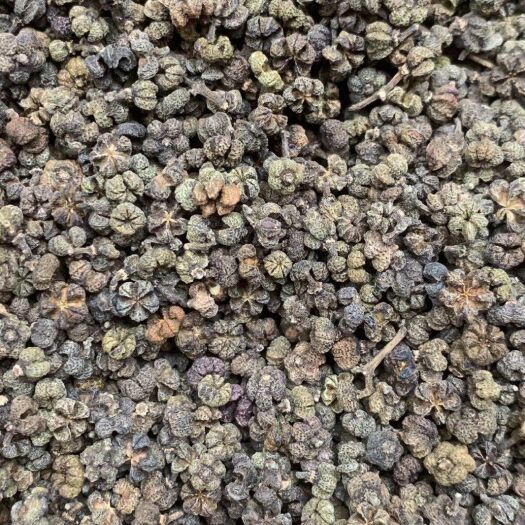 玉林长期供应｛吴茱萸｝可批量可零售量大从优【包邮】