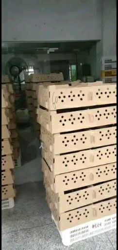 麻鸡公苗大种麻鸡苗麻四号，麻五号，麻七号鸡苗保质保量货真价实