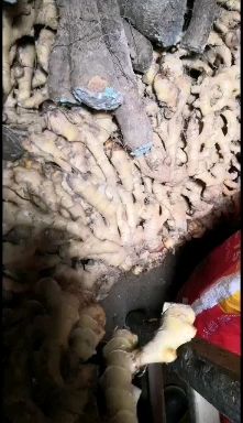 姜种，生姜，香辣脆。都是有机肥种植，可以留种可以长时间存放。