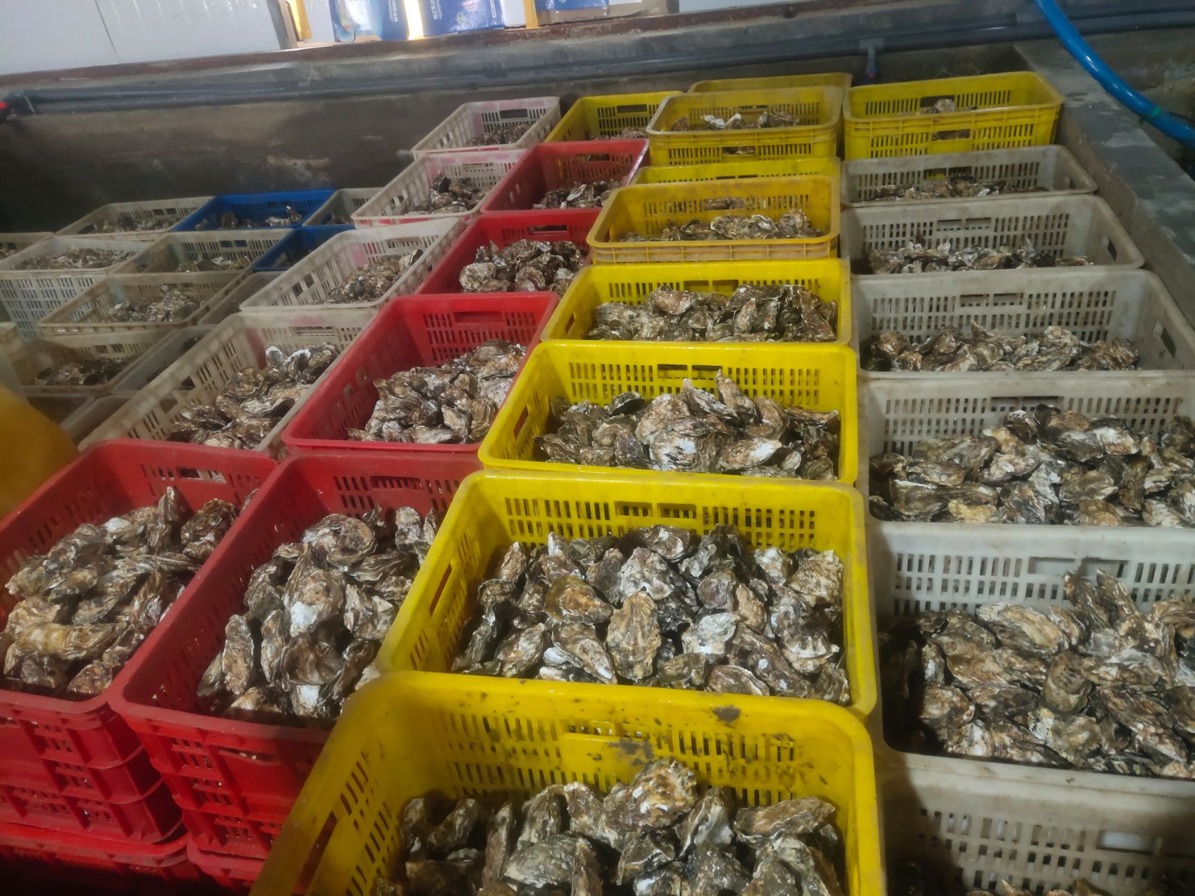 山东乳山牡蛎生蚝产地直发，质量保证，肥度保证，可长期供货