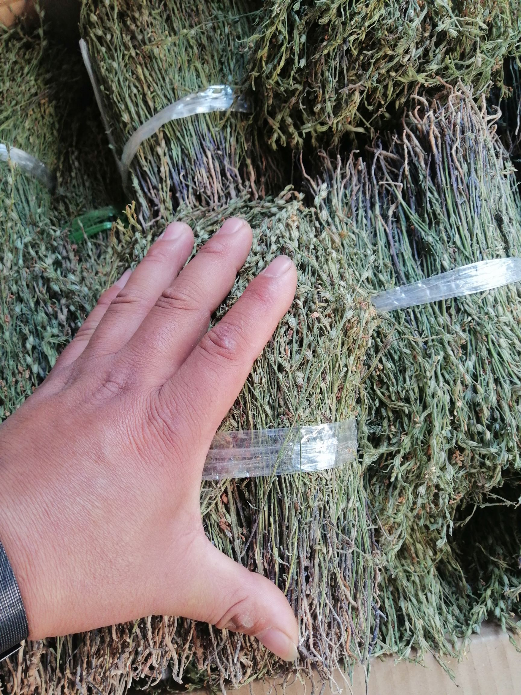 独脚柑 短绿货，数量不多。价格合理，先到先得。