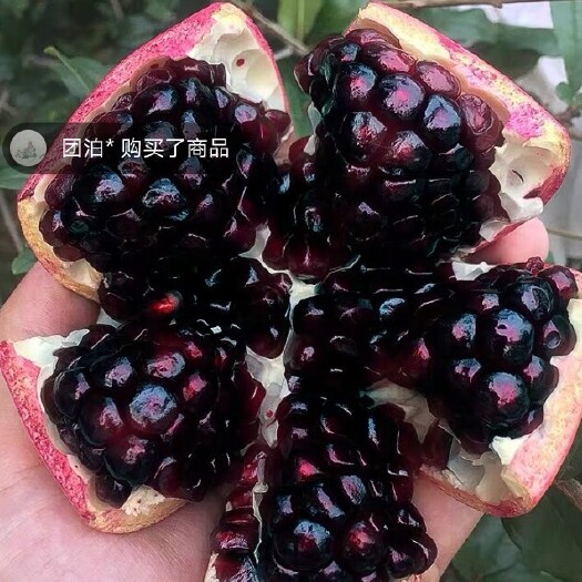 平邑县花石榴苗  黑子石榴