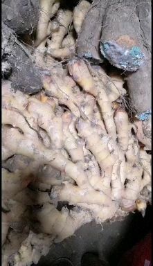 江永县姜种，生姜，香辣脆。都是有机肥种植，可以留种可以长时间存放。
