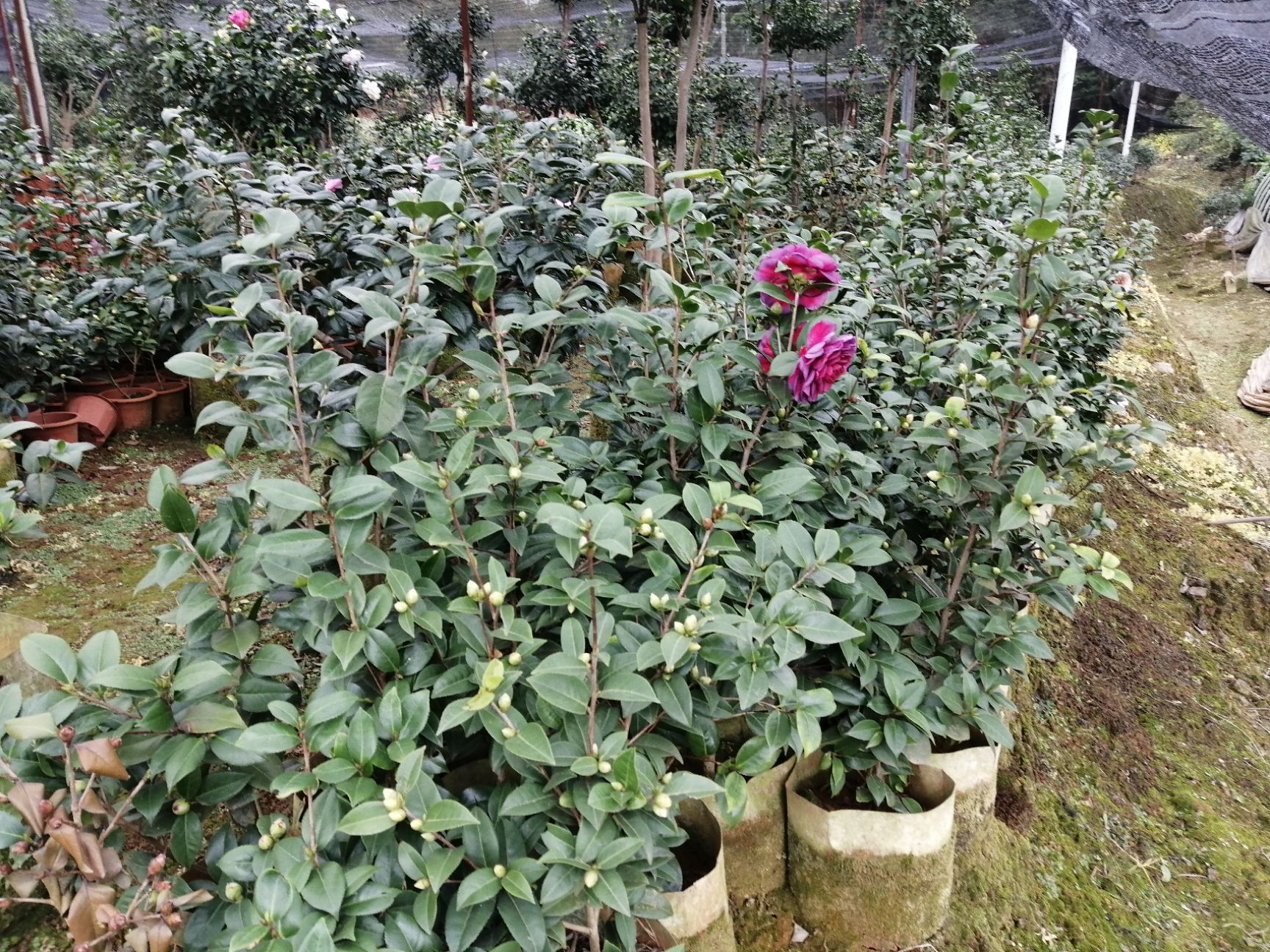 茶花苗  茶花小苗，高50一70cm