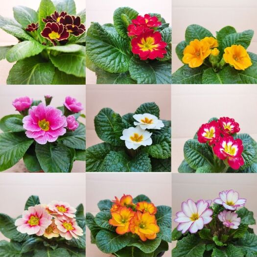平邑县探春花 报春花盆栽欧洲花卉室内冬季耐寒四季开花带花苞阳台室内喜光包邮
