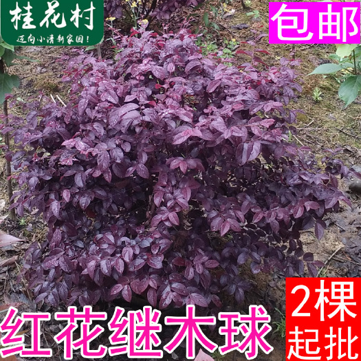 咸宁黑珍珠红继木  基地红花继木球庭院绿化色块花坛红继木造型小球