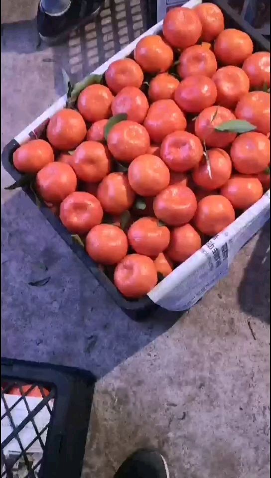 古红桔  柑桔  古红橘 60起步