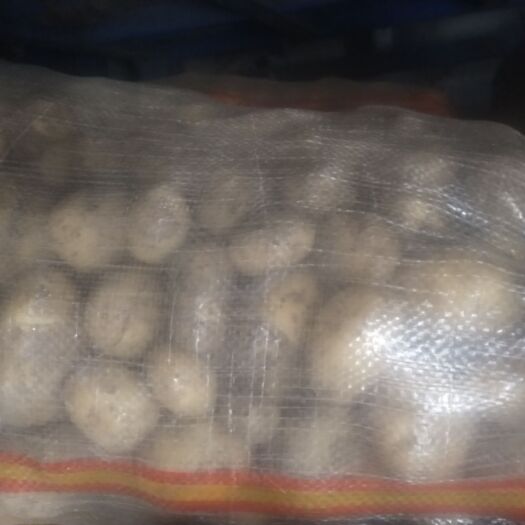 滕州市迷你土豆  新荷兰黄心小土豆