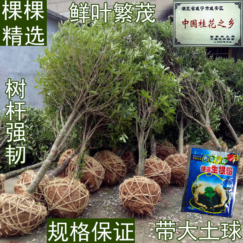 丹桂树浓香型桂花树大型庭院地栽绿化工程植物原生盆栽朱砂桂花卉