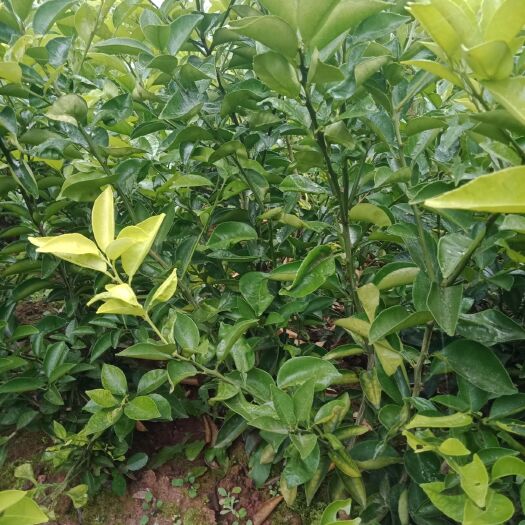重庆市枳壳苗 药枳壳嫁接树苗，分枝多，根系发达，正在销售中