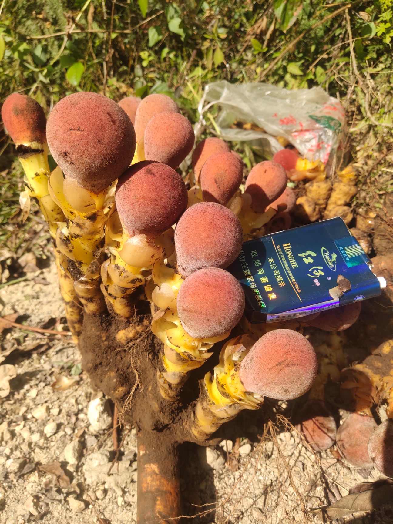 菰 蔬花she菰  鲜货