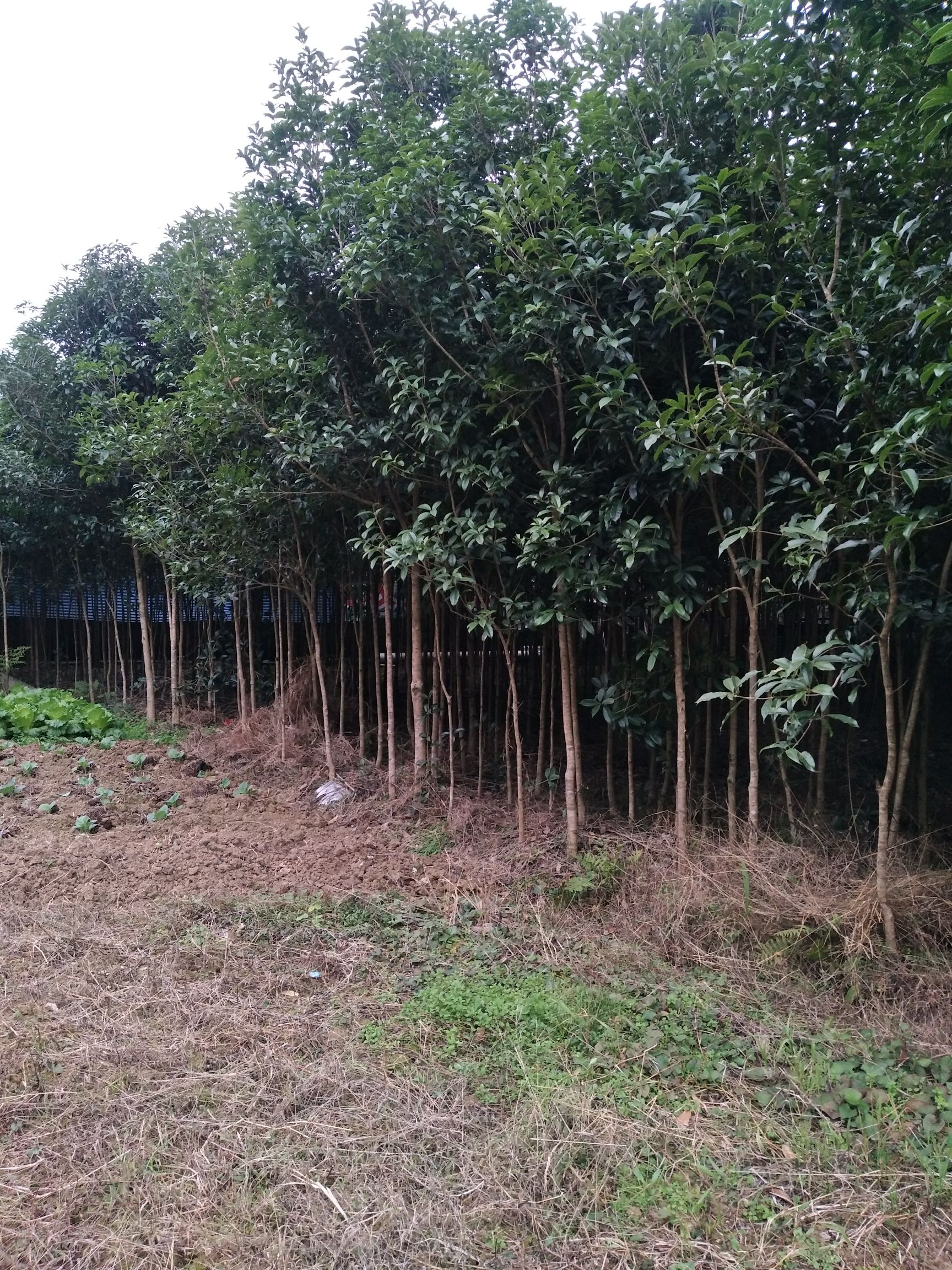 四季桂  大量供应2-3公分八月桂