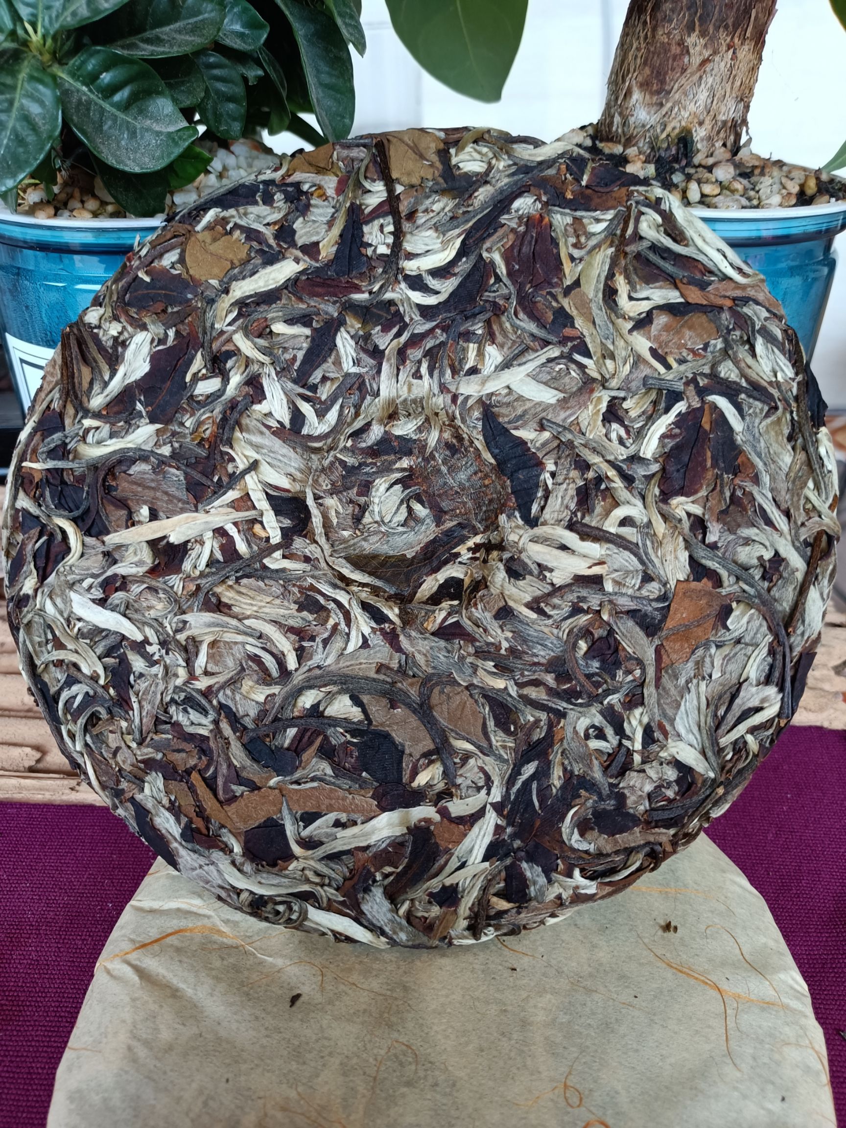 月光白茶