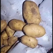 沽源县希森3号  希森 好货在手 老板还等什么呢？