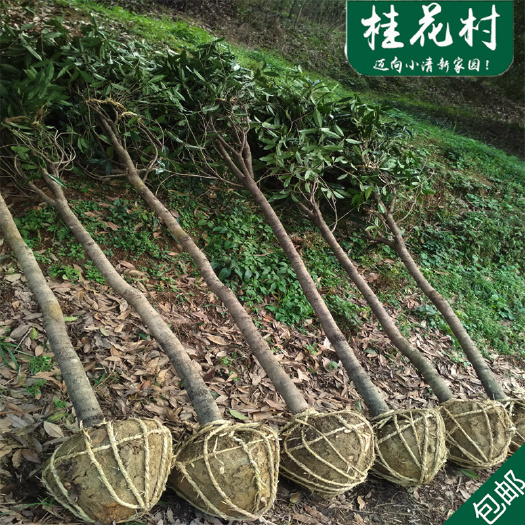 金桂桂花树大树浓香型庭院大型四季常青八月桂地栽室外开花绿化树