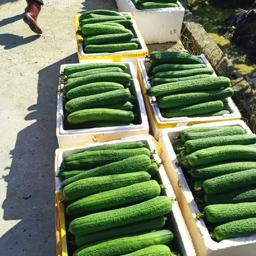 芦山县肉丝瓜  丝瓜大量供应