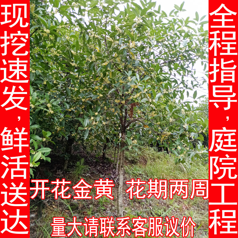 金桂桂花树大树浓香型庭院大型四季常青八月桂地栽室外开花绿化树