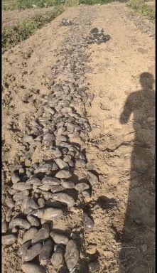 黑土豆，黑金刚土豆，彩色马铃薯