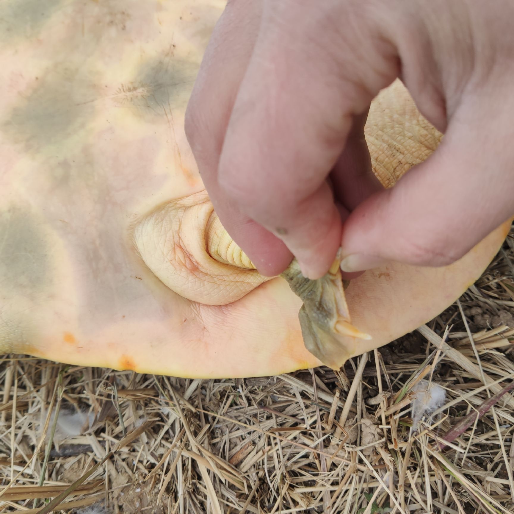 谁比我低  4斤多公鱼，是外塘甲，包老，好货献给懂的人