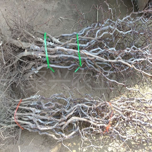 平邑县龙须枣树苗，南北方适应种植，家庭田园，适应。