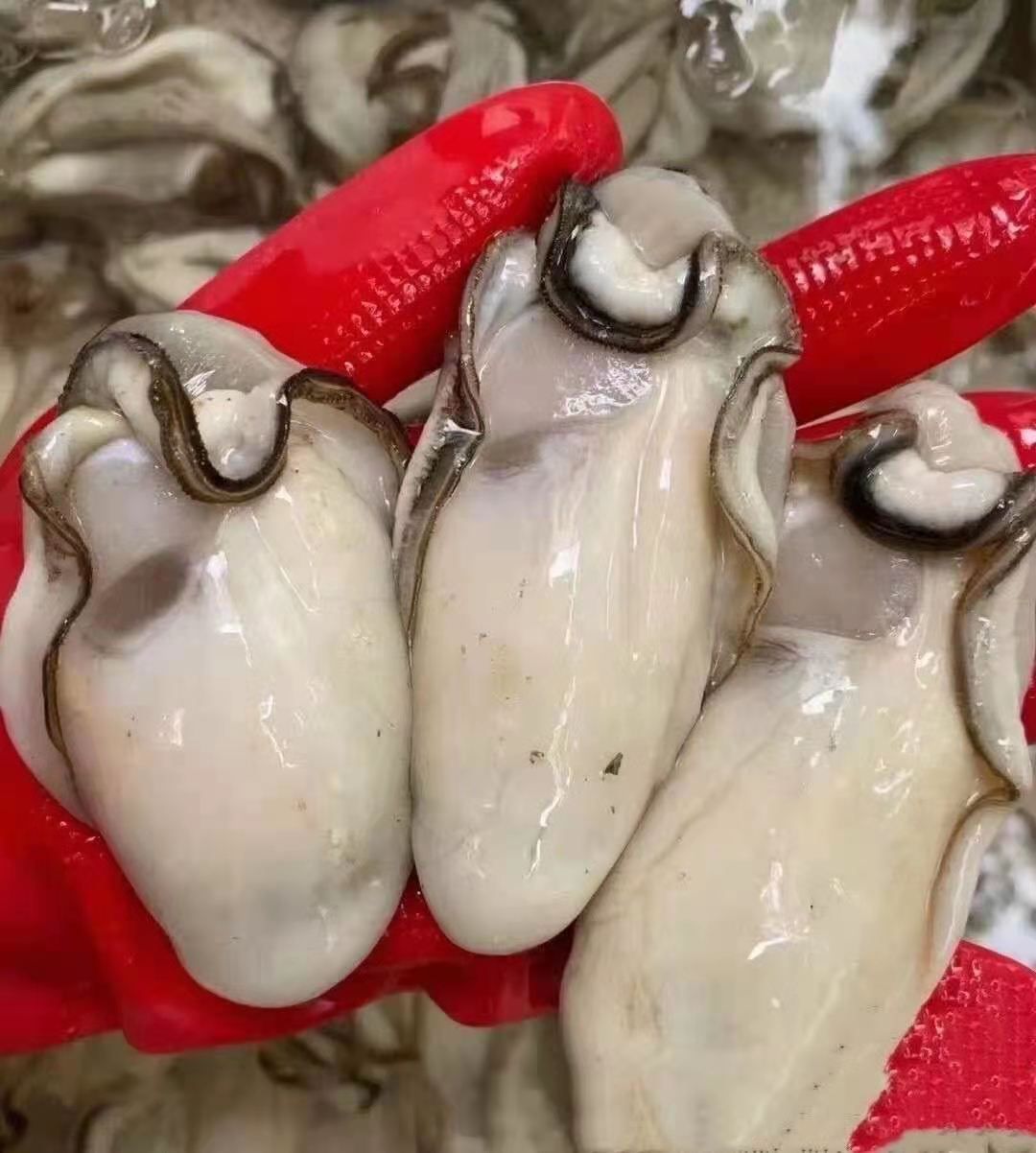 山东乳山牡蛎生蚝产地直发，质量保证，肥度保证，可长期供货