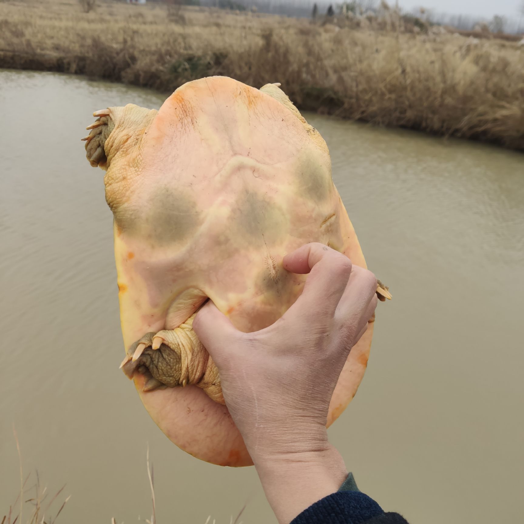 谁比我低  4斤多公鱼，是外塘甲，包老，好货献给懂的人