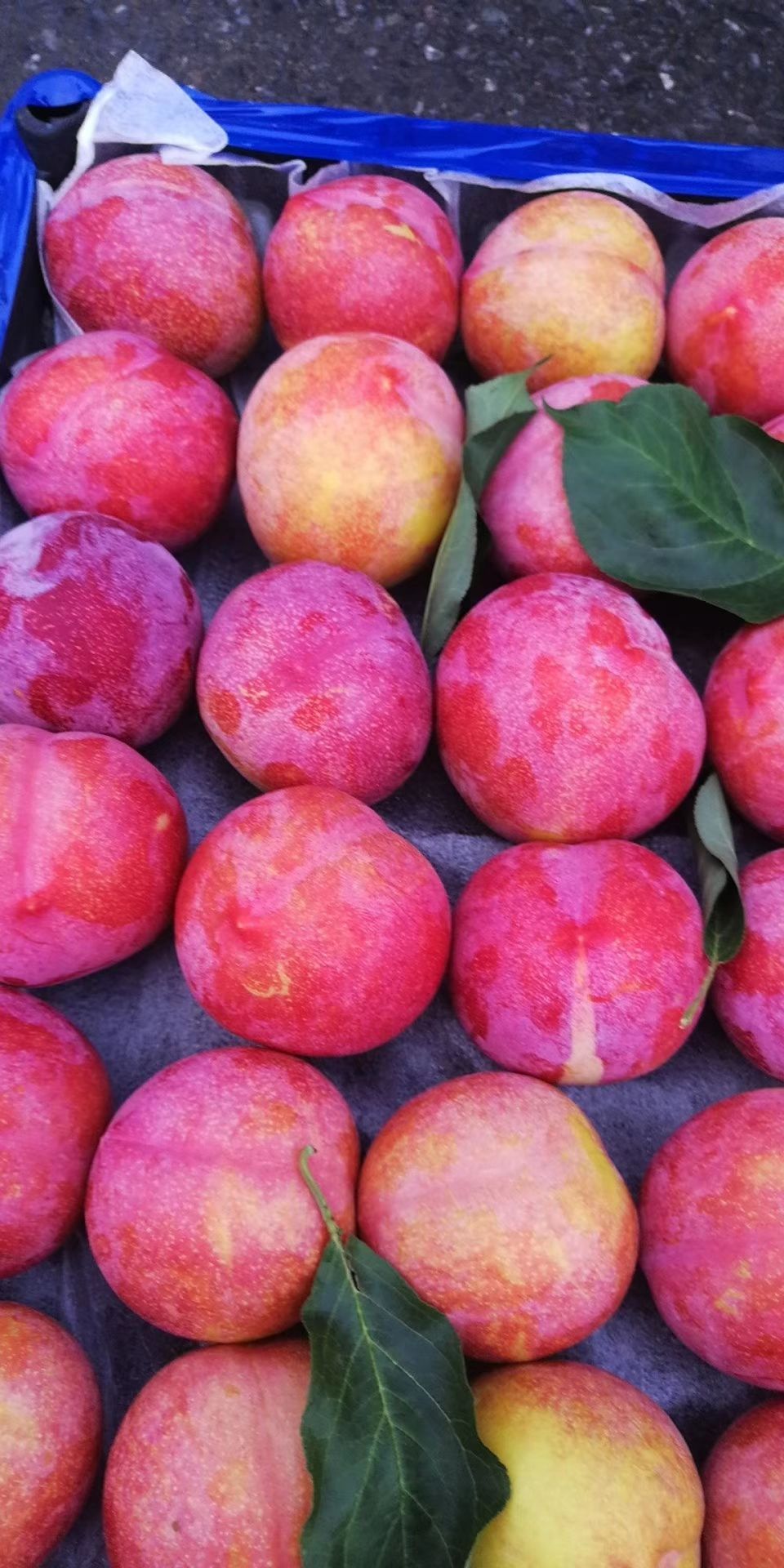 辽宁李子苗价格，辽宁大红袍李子苗，大红袍李子苗，