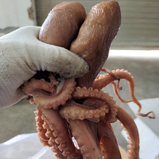滨州新鲜的八爪鱼章鱼熟的不缩水不掉称直接沾蒜泥吃辣炒做汤涮大量批