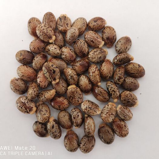 张掖精选过的精品蓖麻籽。