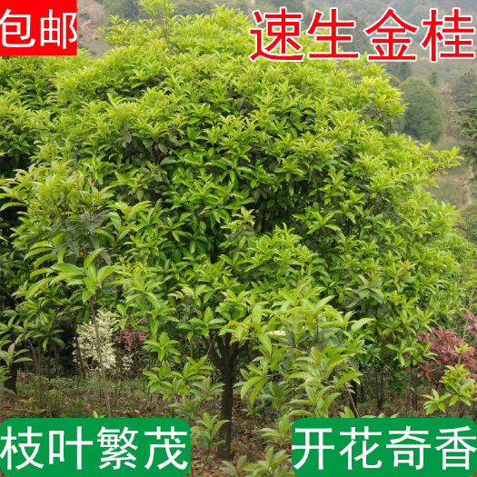 速生金桂浓香型绿化桂花树大树庭院地栽风景树室外绿植景观树包邮