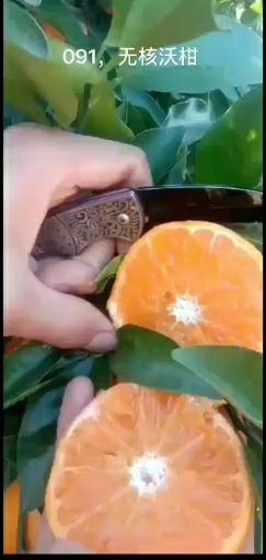 简阳市091无核沃柑枝条，各类名优柑桔枝条出售