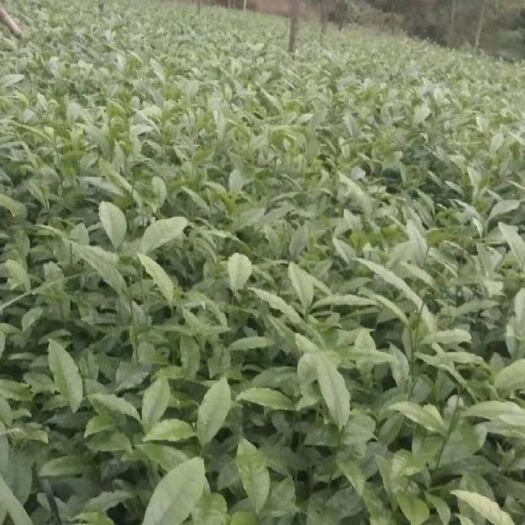 三江县绿茶树苗