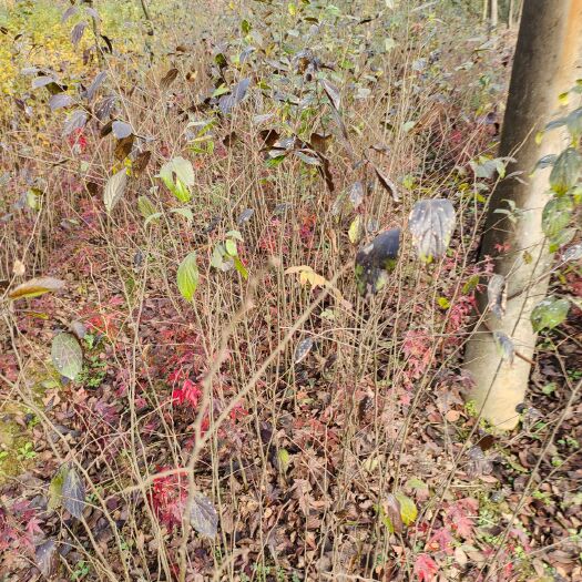 常州小叶朴  当年生朴树小苗，高度50至130，地径0.2至2公分的。