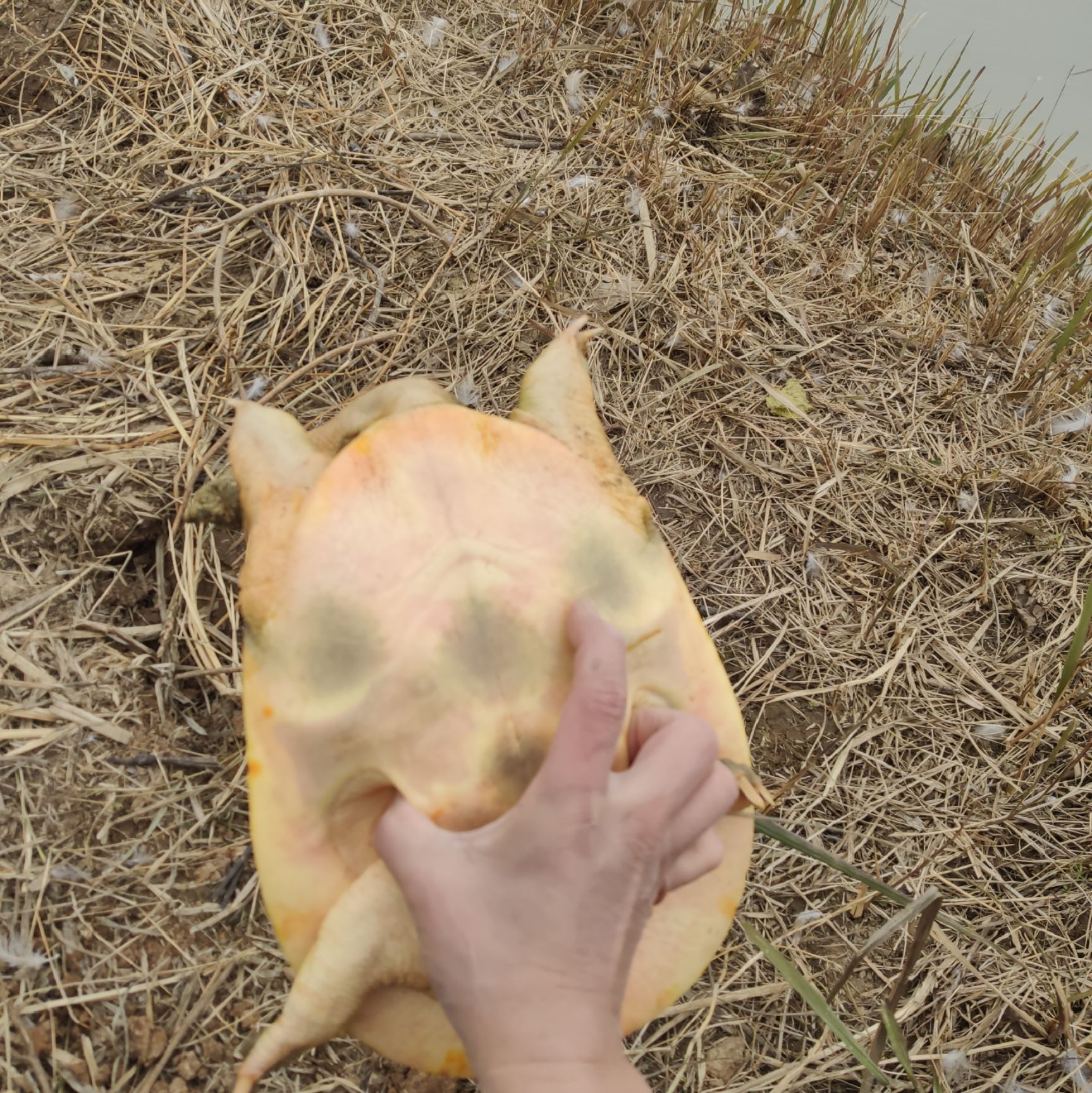 谁比我低  4斤多公鱼，是外塘甲，包老，好货献给懂的人