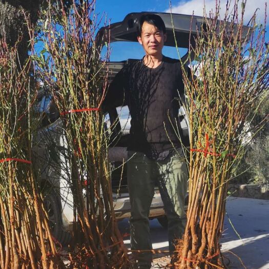 玉龙县桃树苗  丽江雪桃苗。