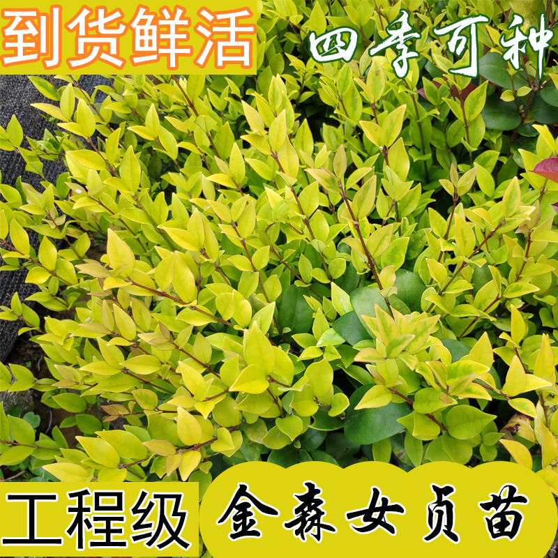 金森女贞树苗室外庭院大叶绿化苗木四季常青园林小苗造型绿篱植物