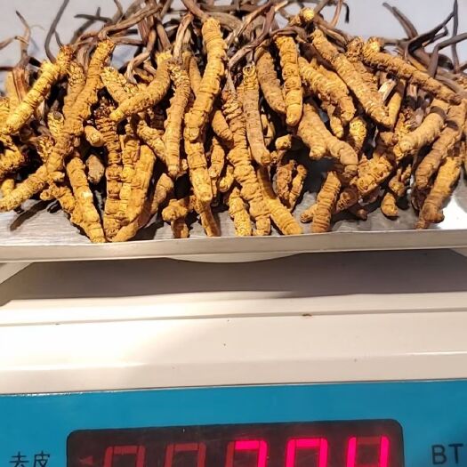 拉萨那曲精挑冬虫夏草2500条