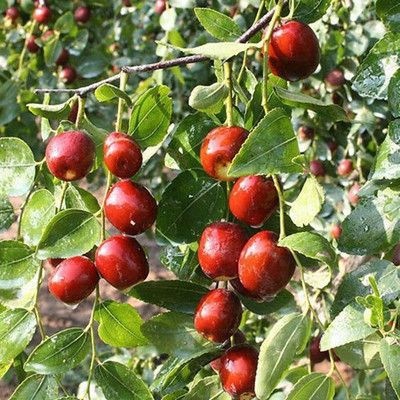 平邑县 枣树苗嫁接沾化冬枣苗和田枣树苗地栽南北方种植当年结果果树苗