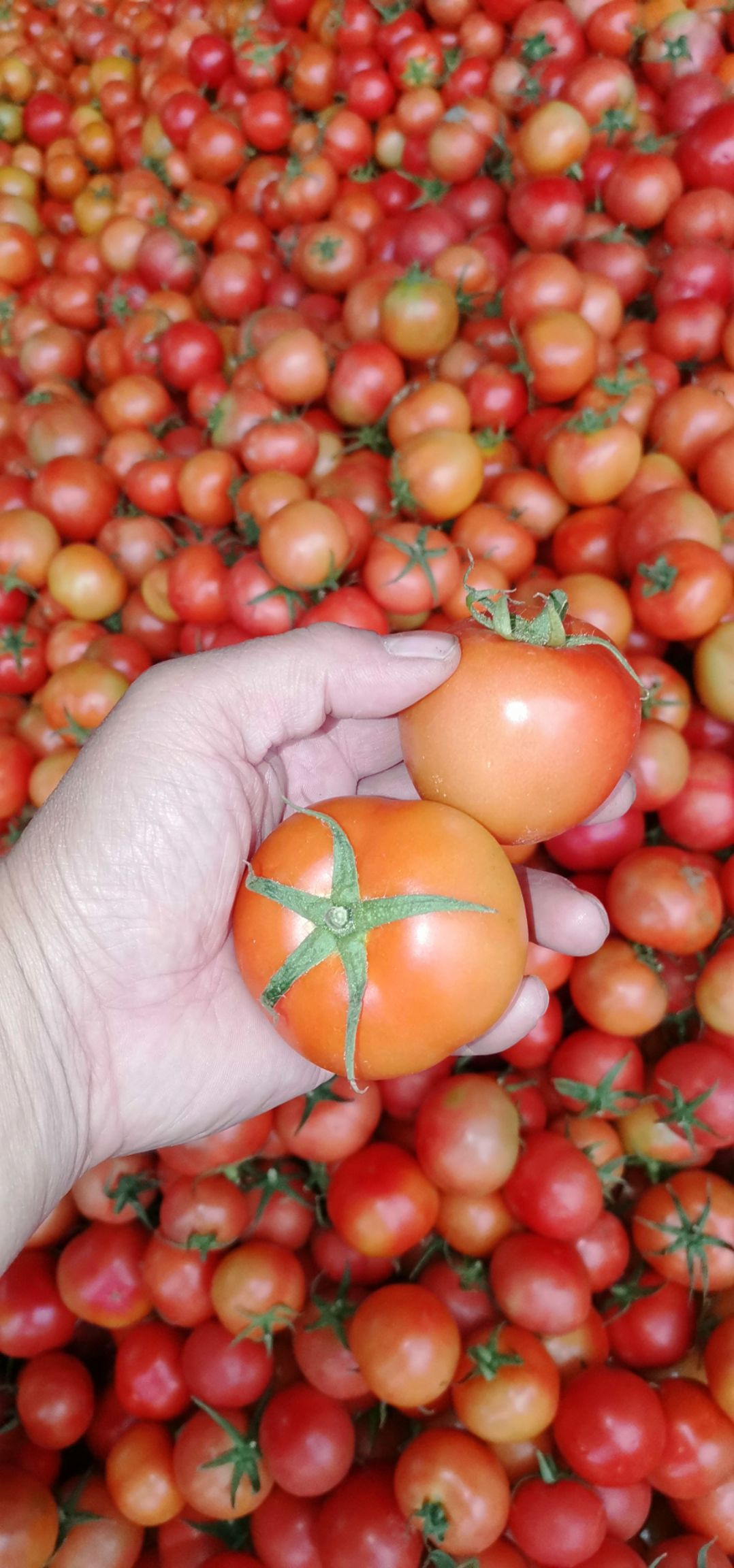 山東大紅西紅柿，產(chǎn)地發(fā)貨，貨源充足，量大優(yōu)惠