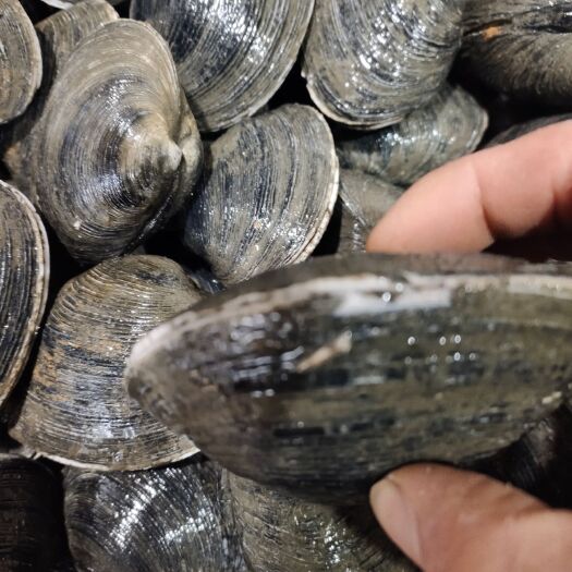 东港市文蛤  鲜活天 鹅蛋新鲜海捕大蛤天 鹅蛋肉紫石房蛤海鲜水产贝类