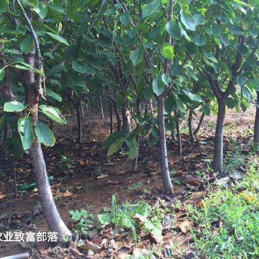 泰安 基地直销 3公分大樱桃树苗1公分樱桃苗保证品种，保湿发货