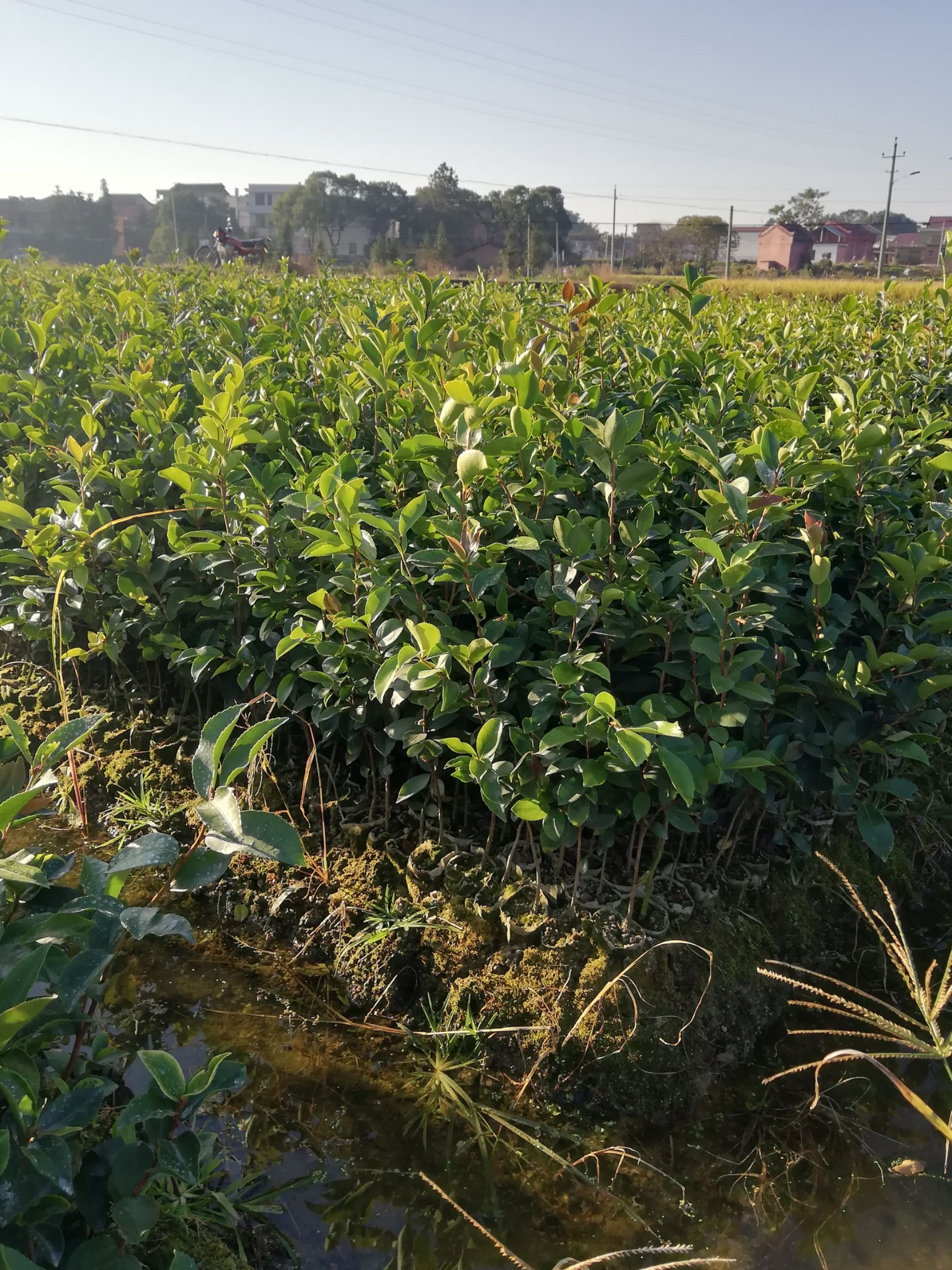 油茶树苗  优质供应，油茶实生小杯苗，油茶实生裸根苗
