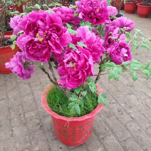 菏泽观赏牡丹  牡丹，盆栽牡丹